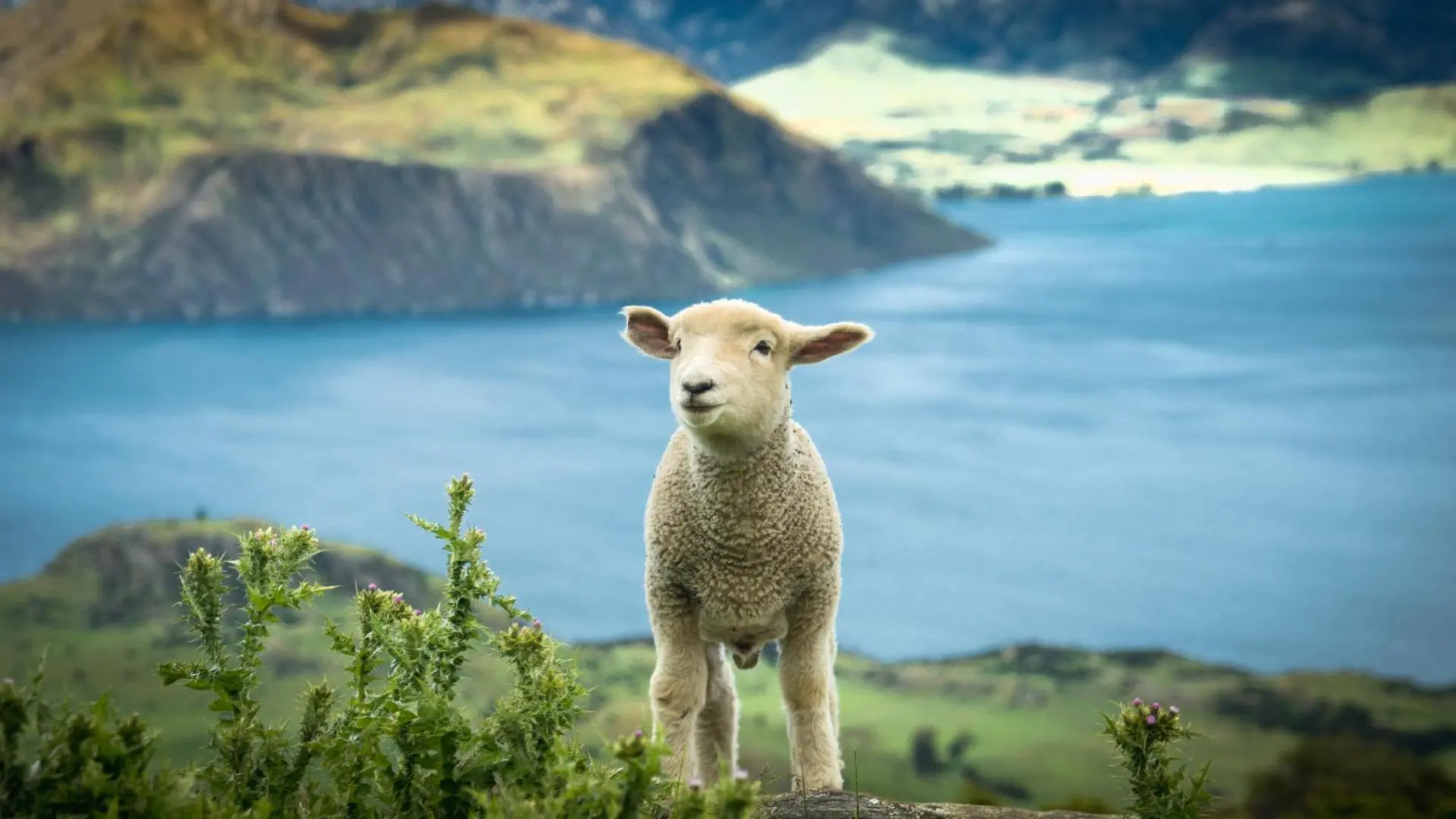 3_25_new_zealand_02.jpg