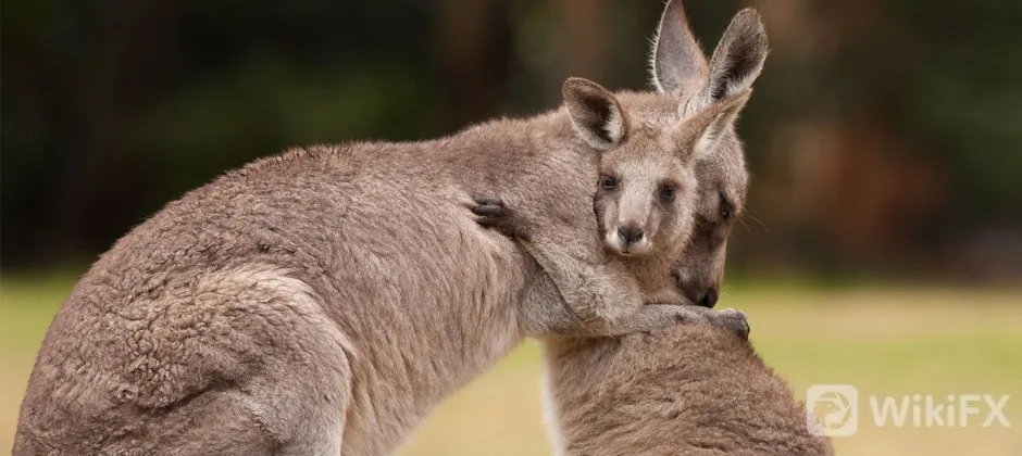 documentsfeaturesimages61517kangaroomotherandjoeyjpg___940.420_0_0__85.jpg