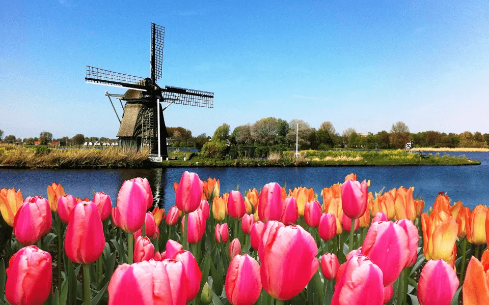 Holland-Windmill-and-Tulips-1600x1000-compressed-960x600.png