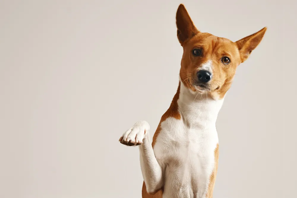 friendly-smart-basenji-dog-giving-his-paw-close-up-isolated-white.jpg friendly-smart-basenji-dog-giving-his-paw-close-up-isolated-white.jpg
