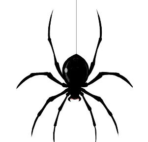 freshman-spider.png freshman-spider.png