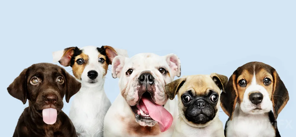 Heikin 
