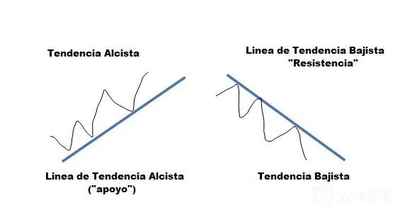 linea linea