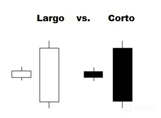 anatomia 