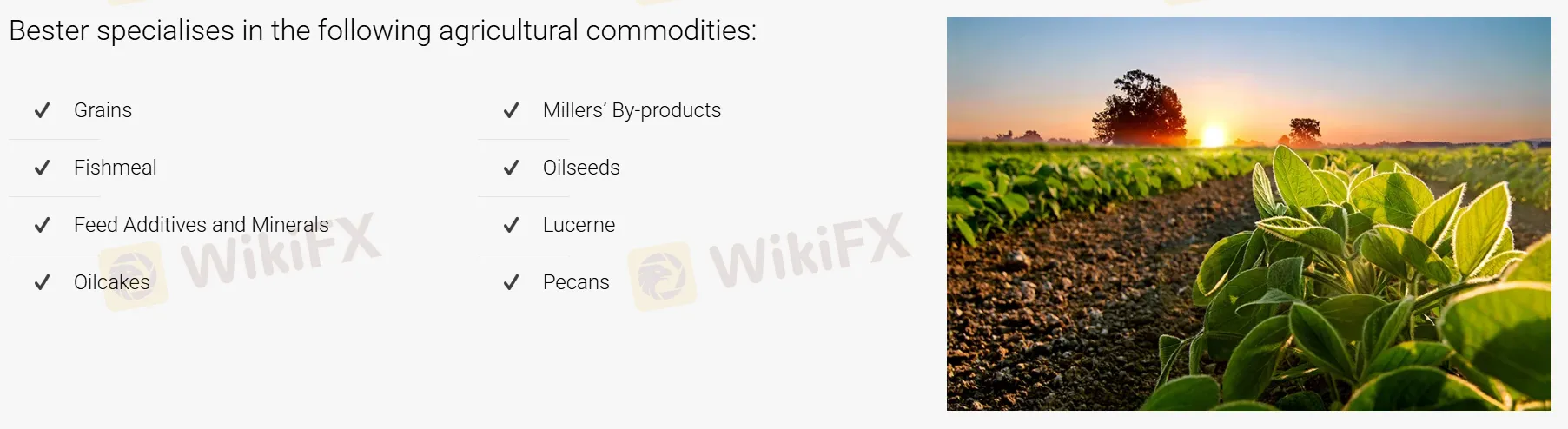 What Can I Trade on Bester?