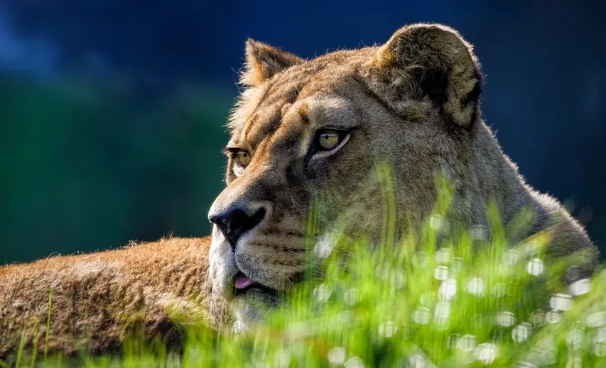 從動物博弈學習交易的智慧