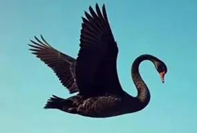 決定長期盈利的關鍵因素是「理解不確定性」