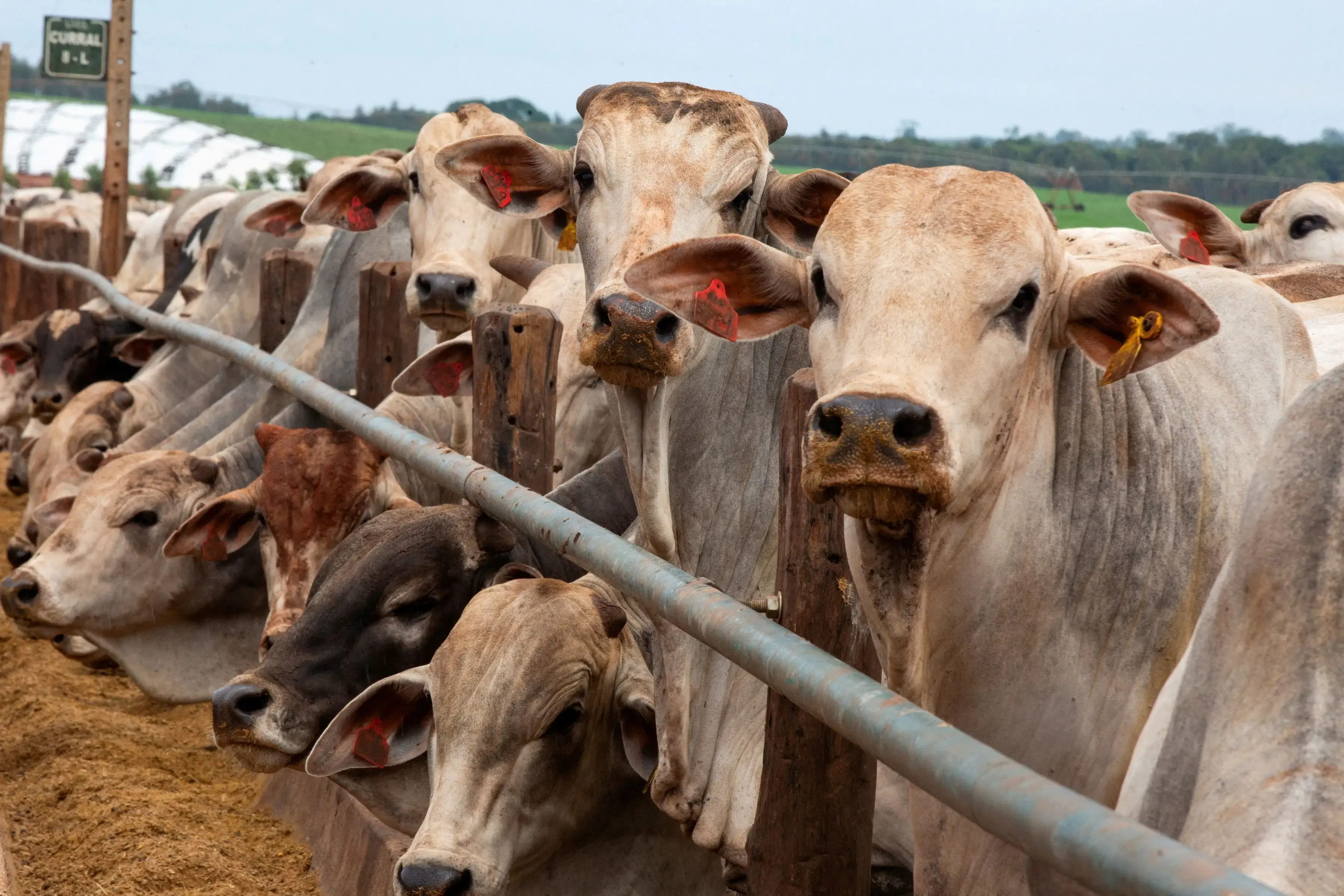 Caso de berne nos EUA coloca pecuaristas em alerta e eleva preços do gado