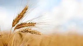 أسعار القمح ترتفع مع تعثر المساعي الدبلوماسية الأمريكية لإنهاء الحرب في أوكرانيا