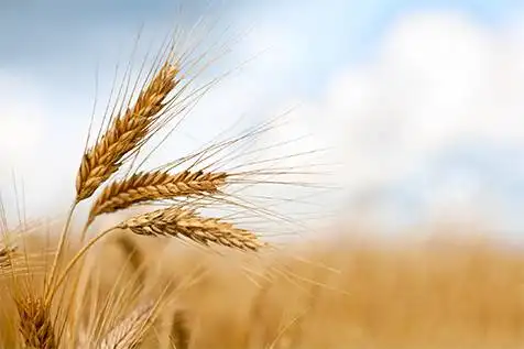 مصر تشتري كميات قياسية من القمح المحلي بعد إصلاحات للحد من الاعتماد على الاستيراد