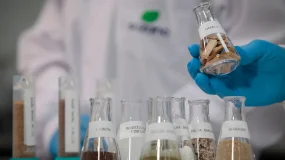Suzano (SUZB3) sobe com dólar alto, mas o que esperar das ações daqui para frente?